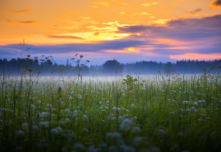 Blumenwiese mit Nebel im Sonnenuntergang